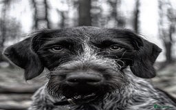German Wirehaired Pointer dogs for sale: PUPS DUE 25th September  - Image 1