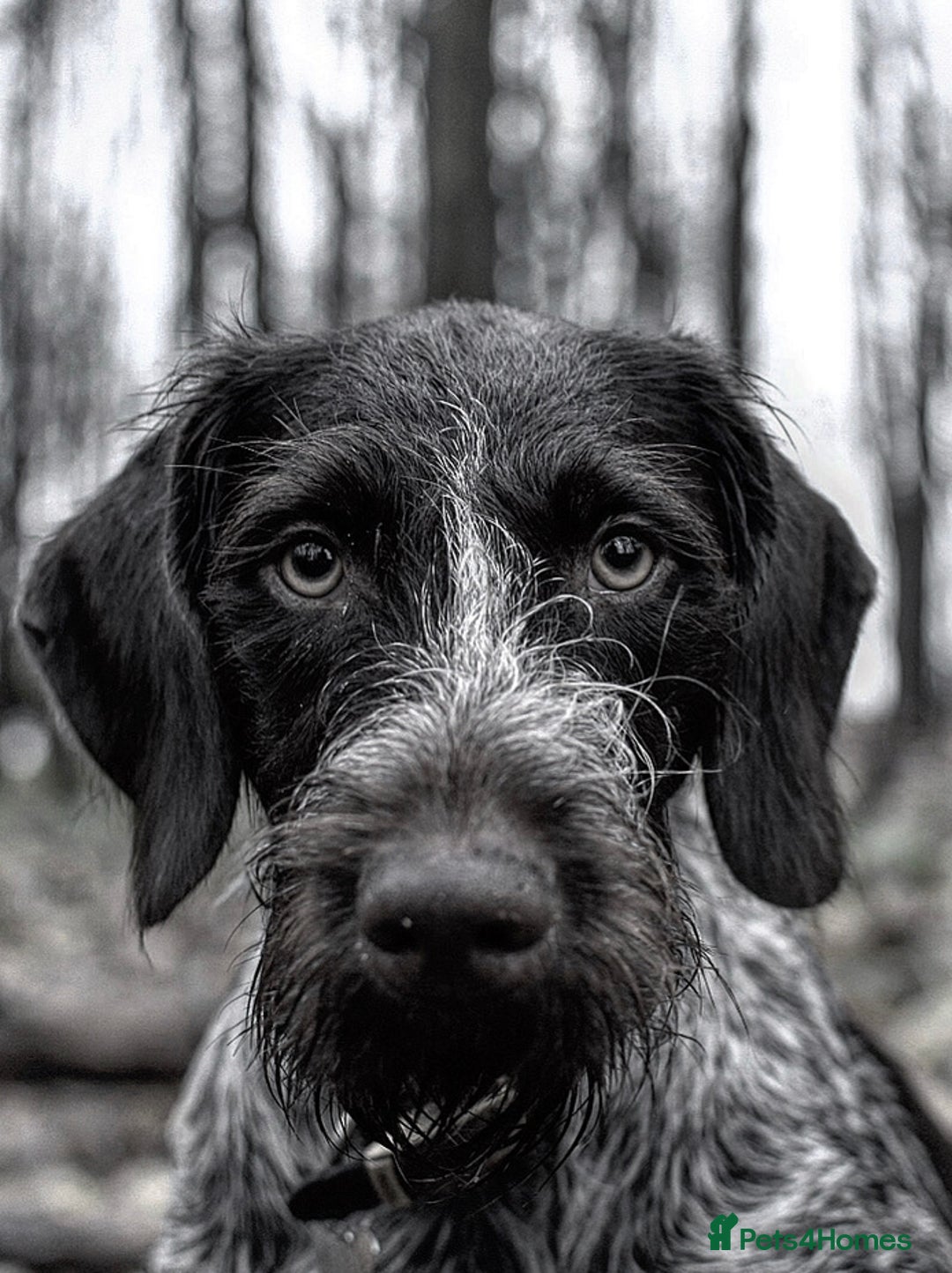 German Wirehaired Pointer dogs for sale: PUPS DUE 25th September  - Image 1