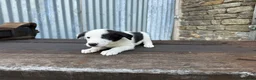 Border Collie dogs for sale: Stunning red / blue / black & white pups - Advert 13