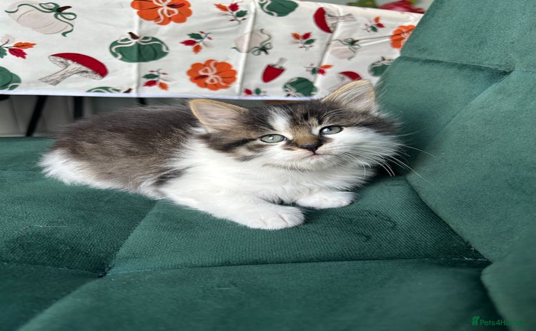 British Longhair cats - Advert 7