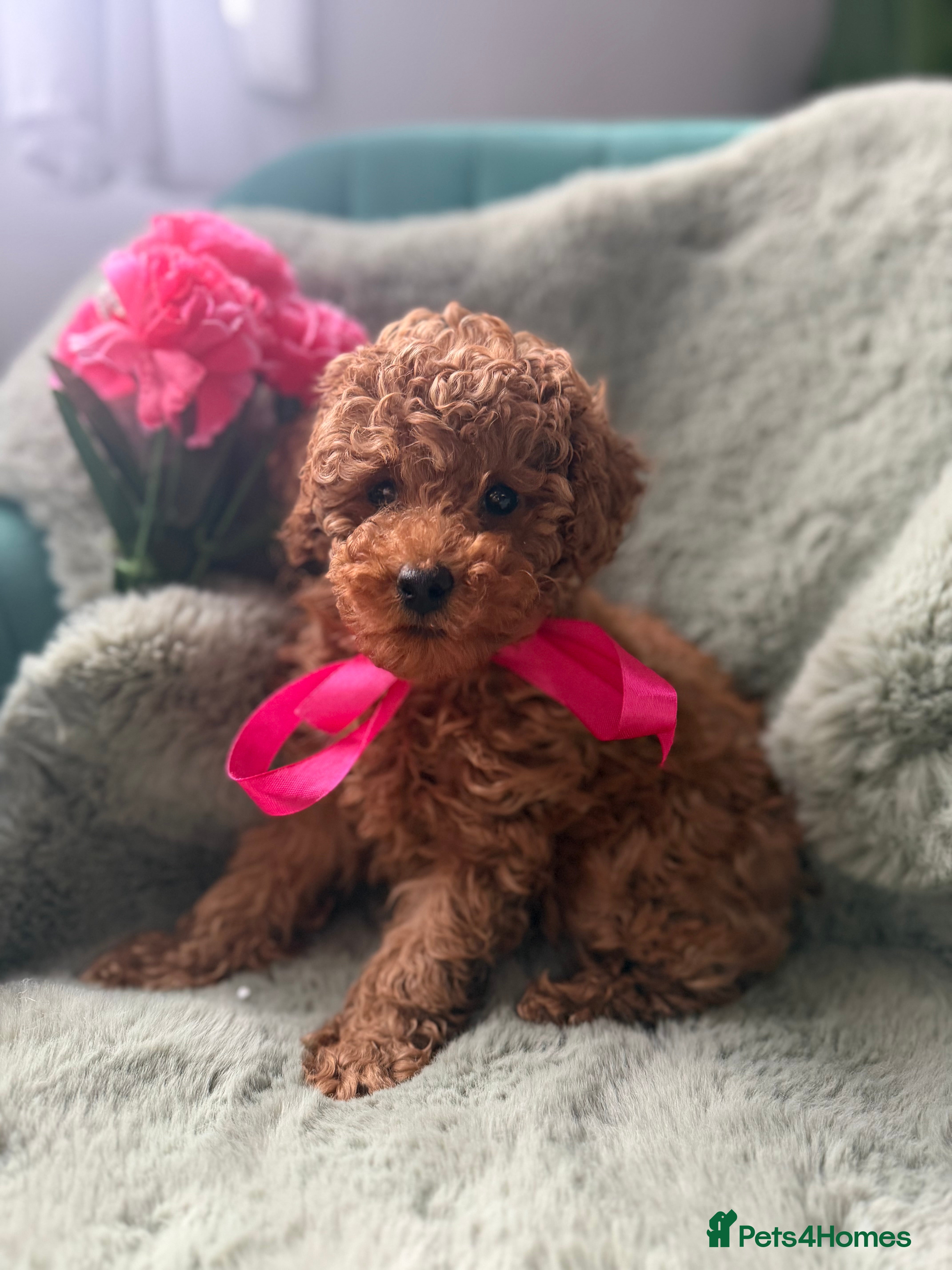 Toy Poodle dogs Tiny Red toy 🧸 poodle ✨💖 - Advert 1