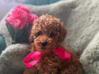 Toy Poodle dogs Tiny Red toy 🧸 poodle ✨💖 - Advert 1