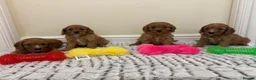 Cavapoo dogs for sale: Deep red cavapoos  - Advert 4