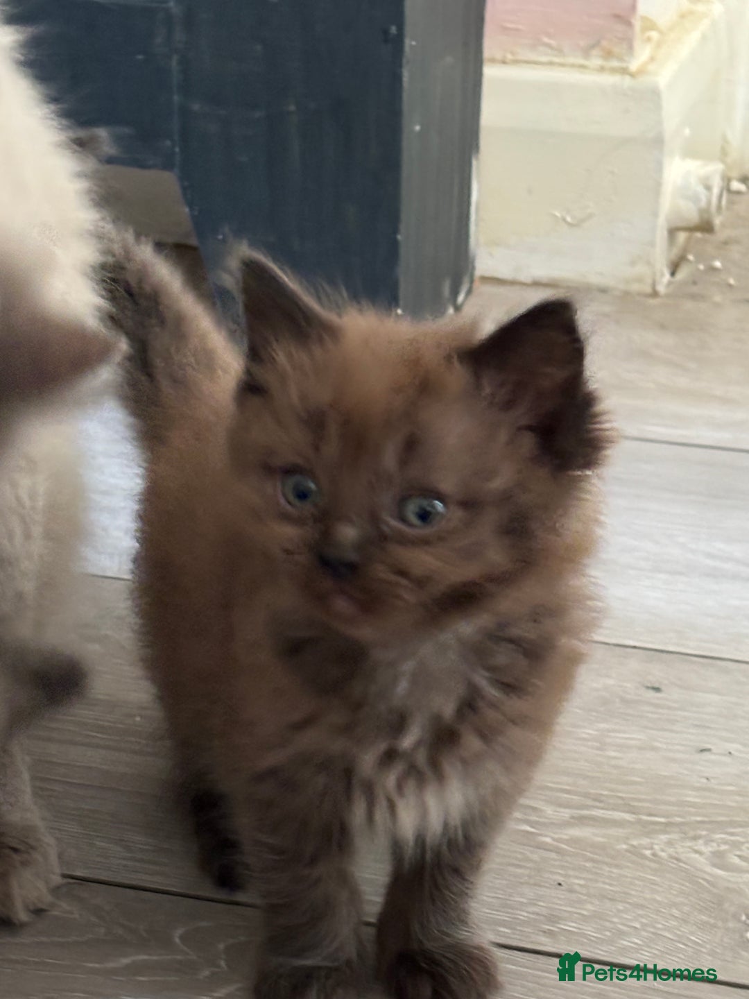 Ragdoll cats for sale: Mink Ragdoll kittens  - Image 12