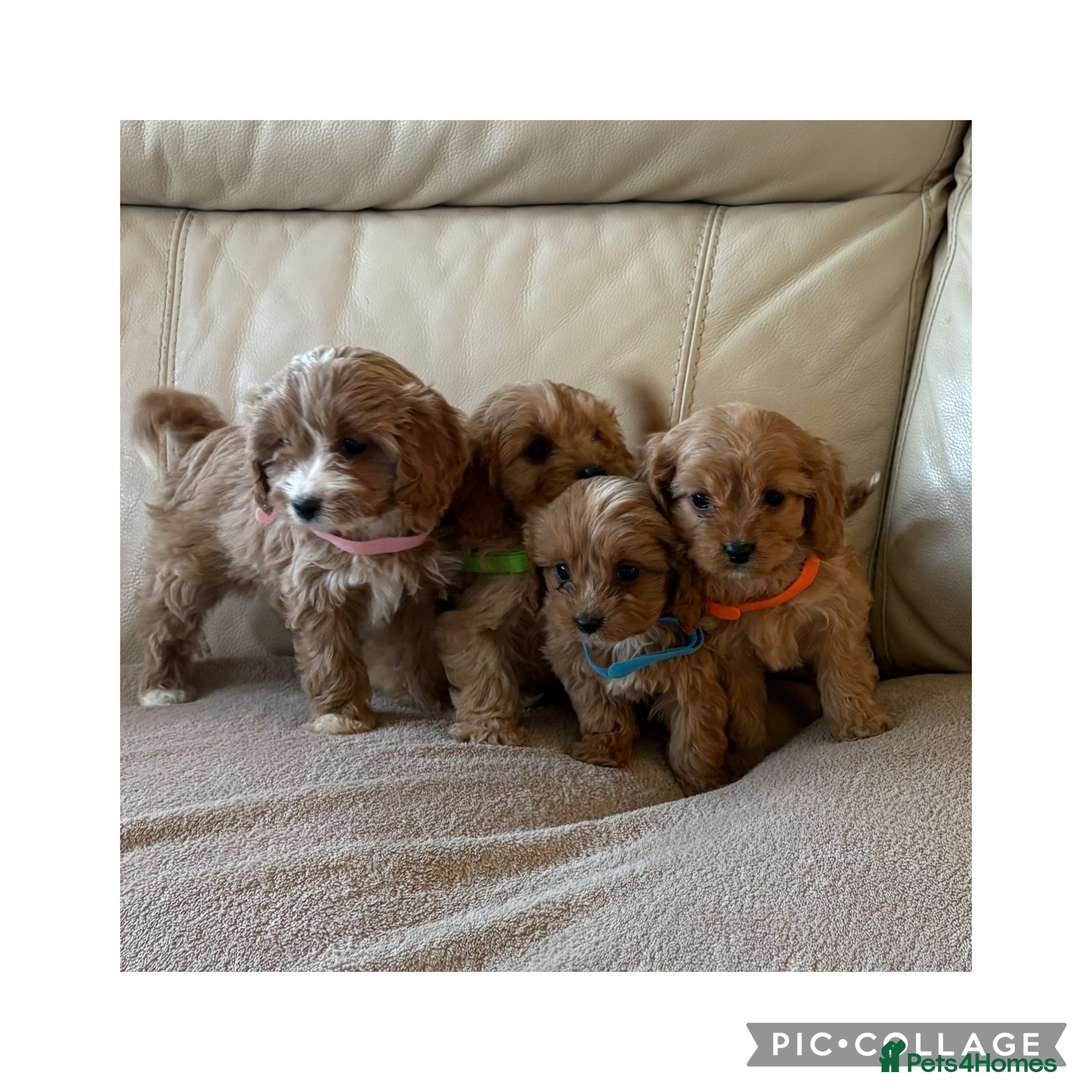 Cavapoo dogs Beautiful Cavapoo Puppy’s  - Advert 14