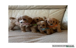 Cavapoo dogs for sale: Beautiful Cavapoo Puppy’s  - Advert 9