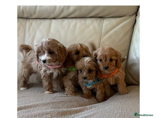 Cavapoo dogs Beautiful Cavapoo Puppy’s - Advert 1