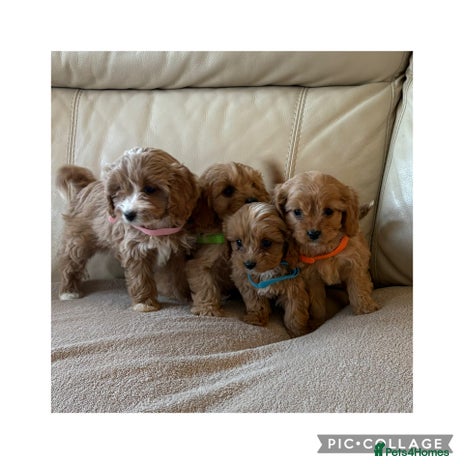 Cavapoo dogs Beautiful Cavapoo Puppy’s - Advert 3