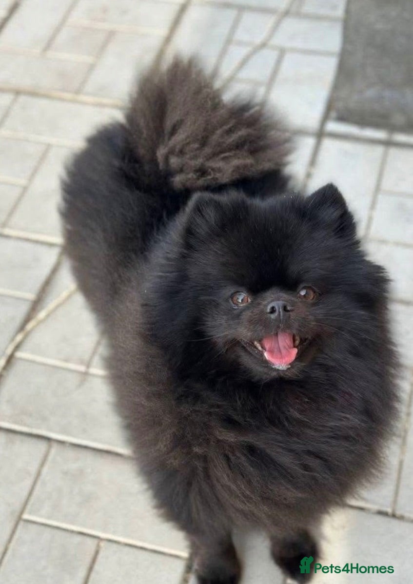 Pomeranian dogs 🏆KC show quality Pomeranian females🏆 - Advert 12