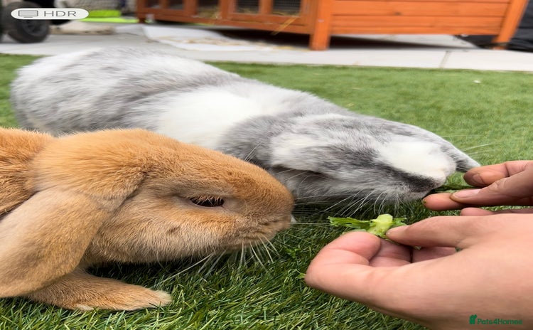 English Lop rabbits - Advert 2
