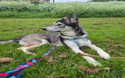 Siberian Husky dogs for stud: Beautiful and friendly Male dog for STUD ONLY - Advert 3