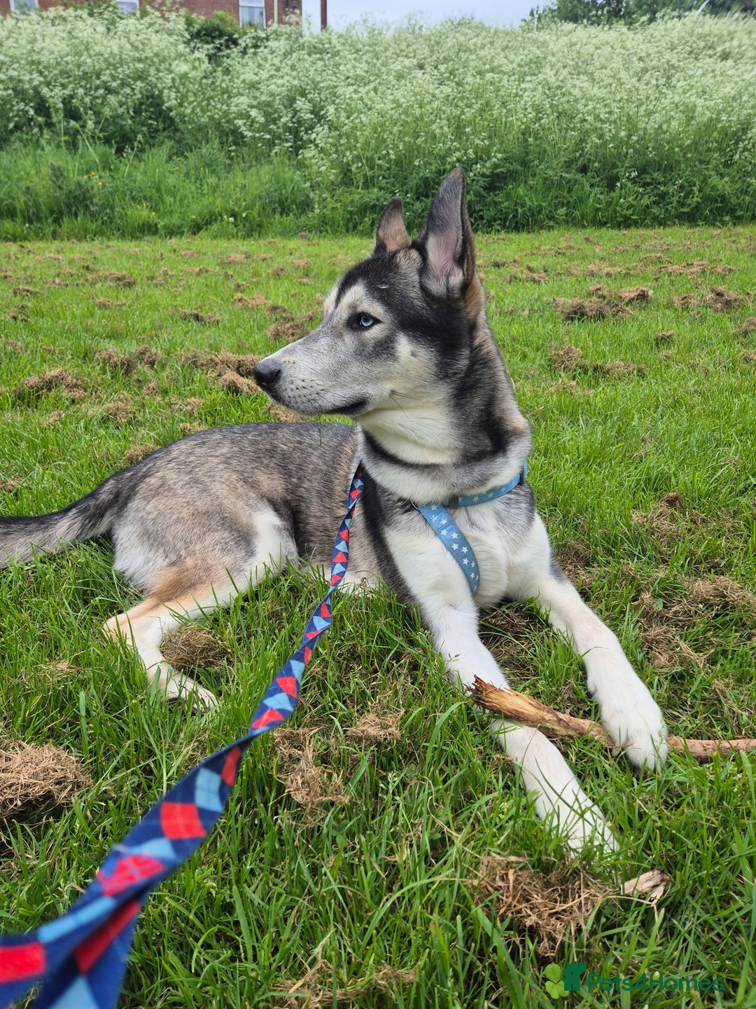 Siberian Husky dogs for stud: Beautiful and friendly Male dog for STUD ONLY - Advert 3