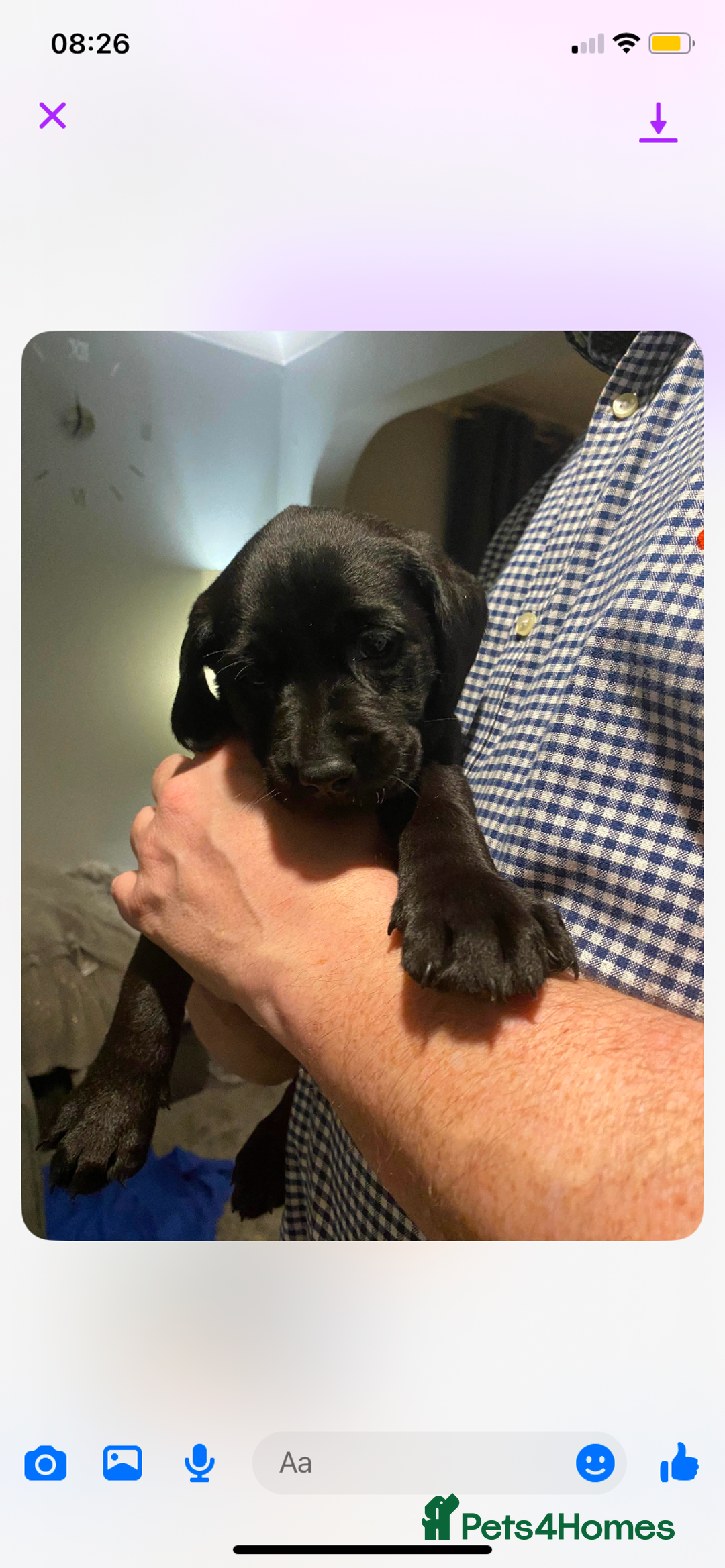 Labrador Retriever dogs for sale: Beautiful black lab for rehoming - Advert 14