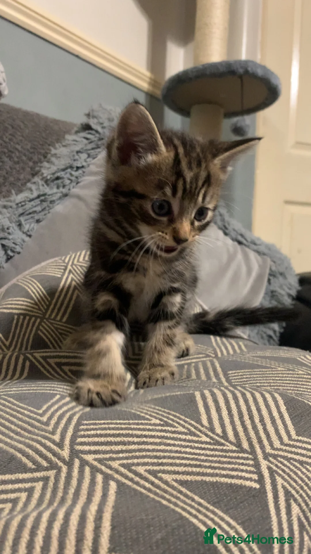 Mixed Breed cats for sale: Beautiful playful kittens  - Advert 2