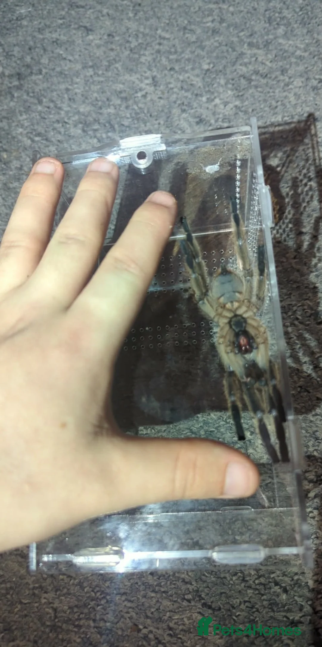Tarantulas invertebrates for sale: P hatihati purple earth tiger tarantula male  - Advert 3