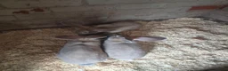Continental Giant rabbits for sale: Stunning Giant Continental Bunnies - Advert 11