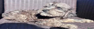 Cockapoo 4
