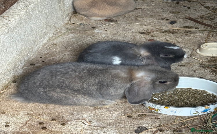 Mini Lop rabbits - Advert 2