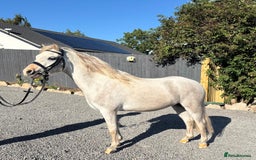Welsh Section A horses for sale: Welsh section A Gelding - Image 6