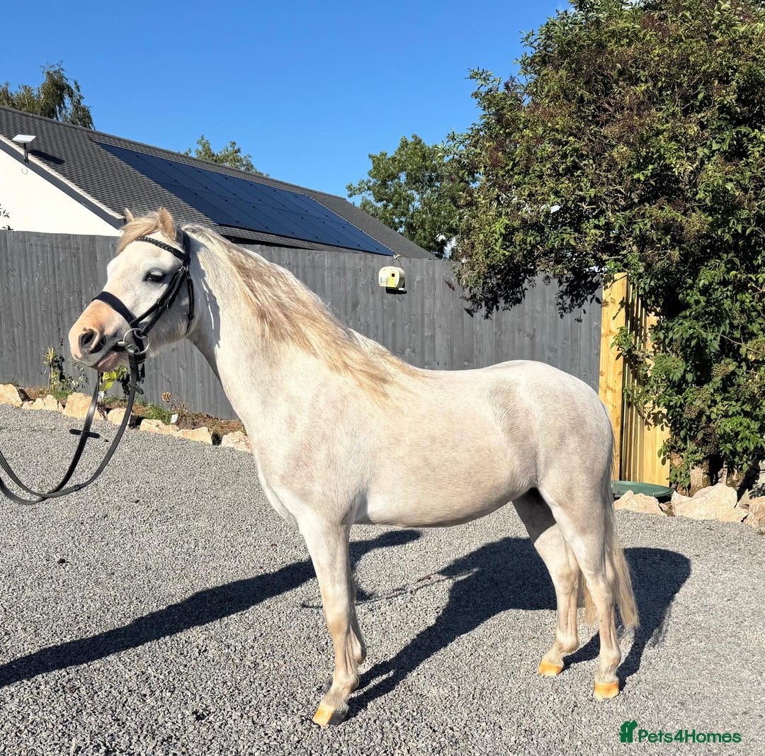 Welsh Section A horses for sale: Welsh section A Gelding - Image 6