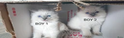 Ragdoll cats for sale: 100% RAGDOLL Kittens😻😽😺 - Advert 3