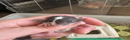 Rat rodents for sale: Baby tiny dwarf rats - Advert 5