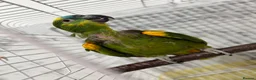 Parrots birds for sale: Blue fronted Amazon parrot  - Advert 4
