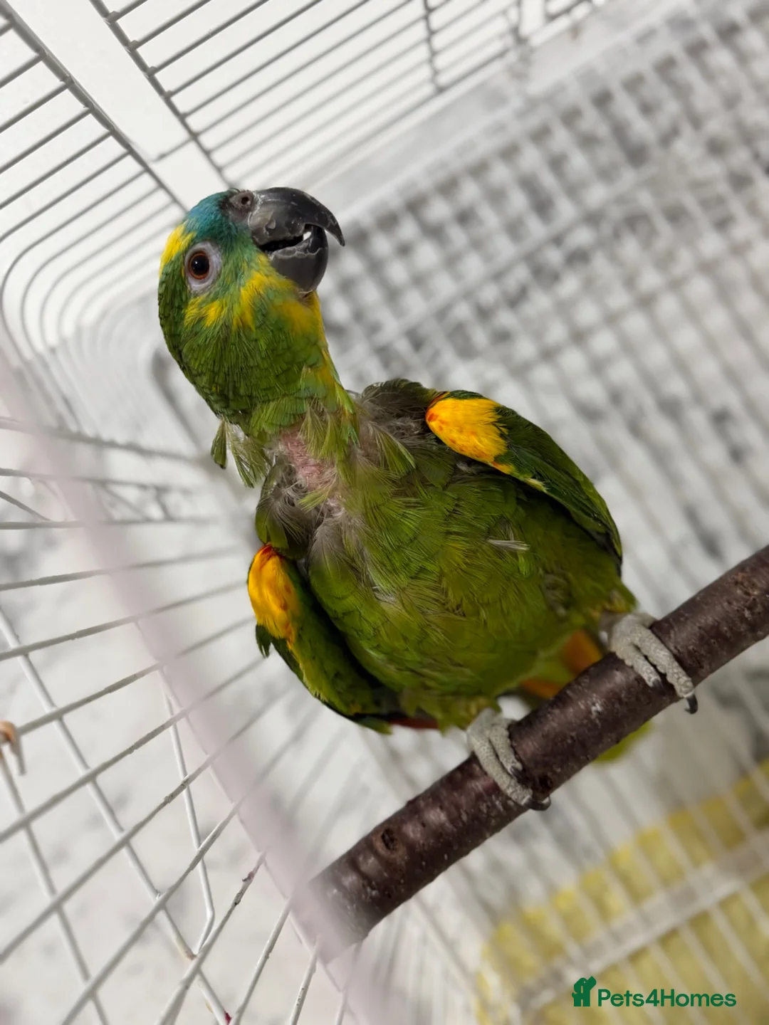 Parrots birds for sale: Blue fronted Amazon parrot  - Advert 4