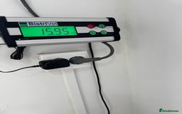 Mixed Breed dogs for adoption: BIBY, a Lovely young girl - for a Loving Home - Advert 6