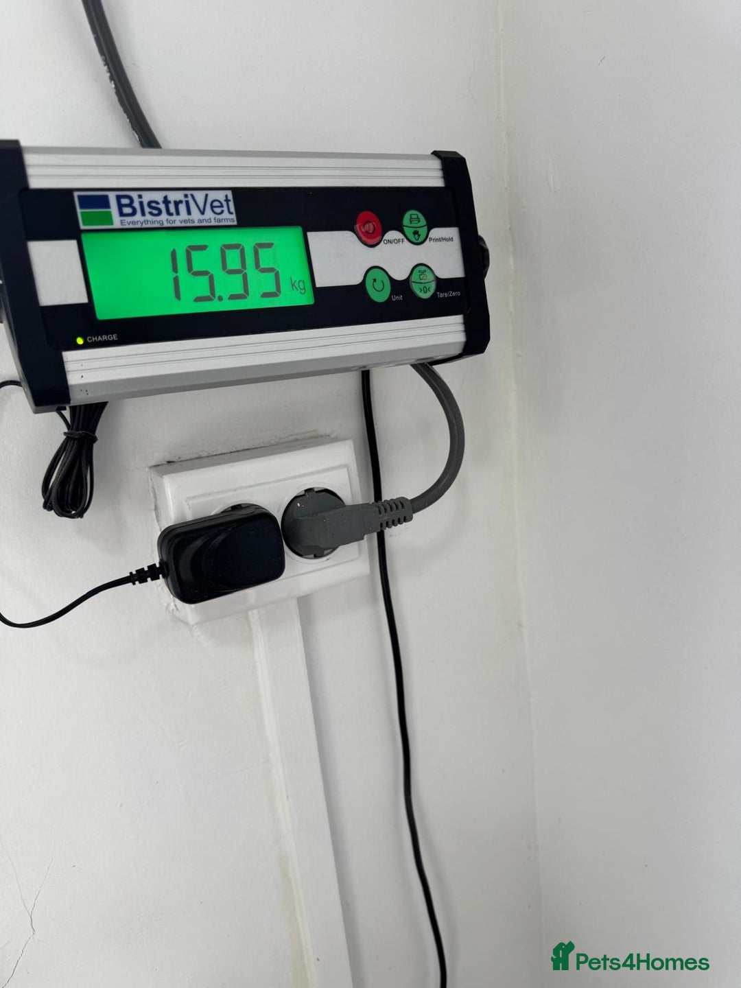 Mixed Breed dogs for adoption: BIBY, a Lovely young girl - for a Loving Home - Advert 6