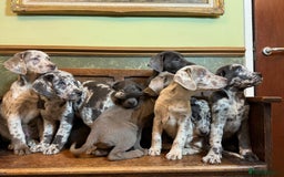 Labrador Retriever dogs for sale: Merle, Silver and Charcoal Labrador Puppies  - Image 10