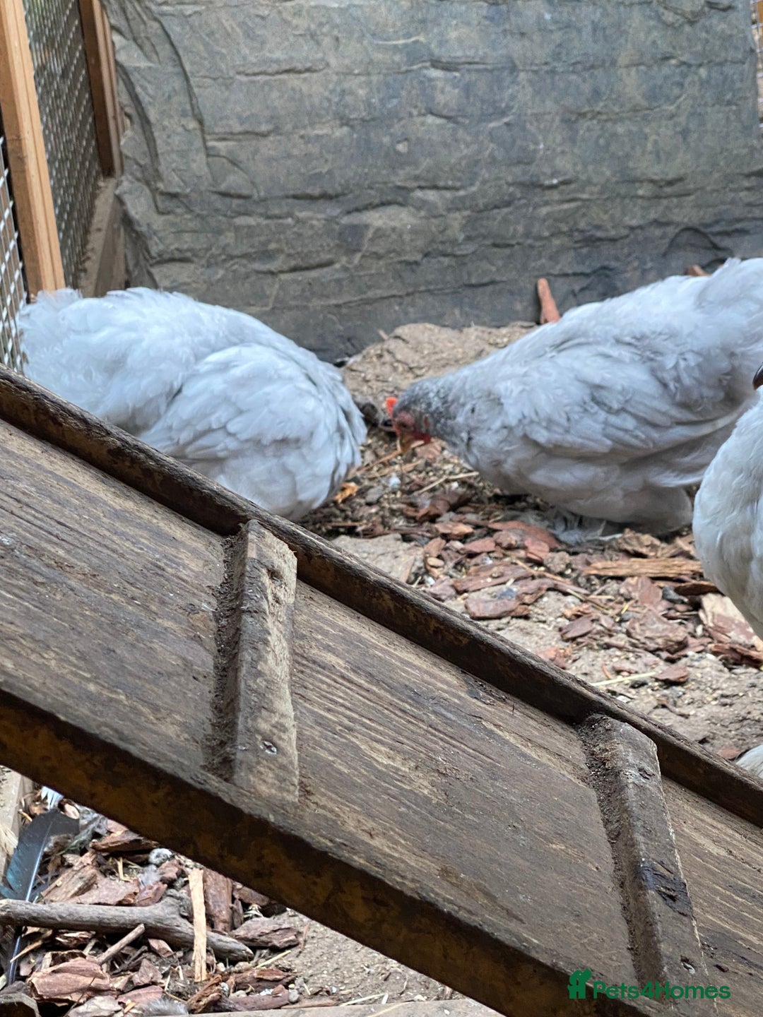 Chickens poultry for sale: Lavender Pekin Bantams  - Image 2