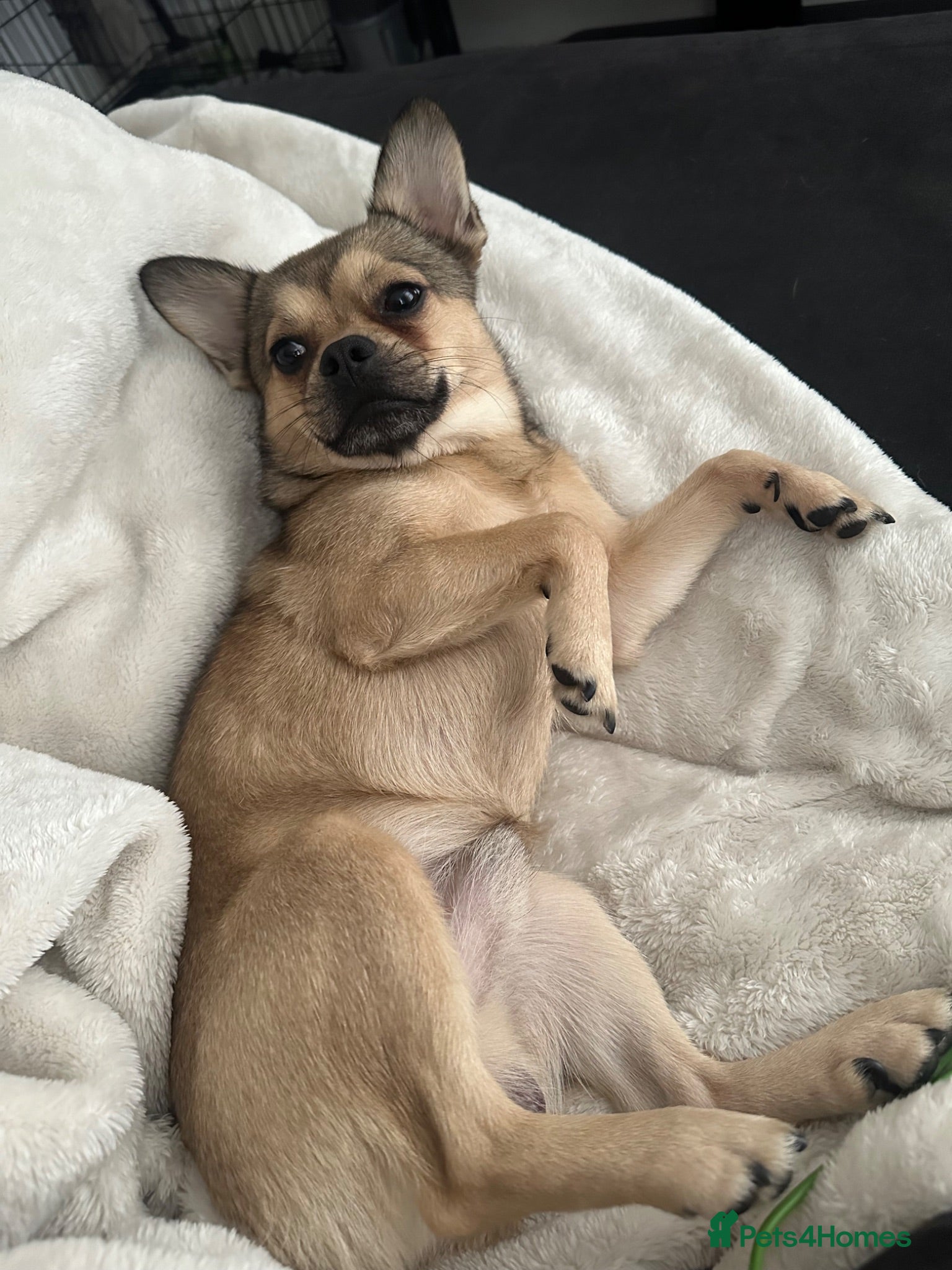 Mixed Breed dogs Jackson, 2 Year old french pom💙 - Advert 1