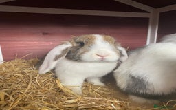 English Lop rabbits for sale: 2 female rabbits (free) - Image 1