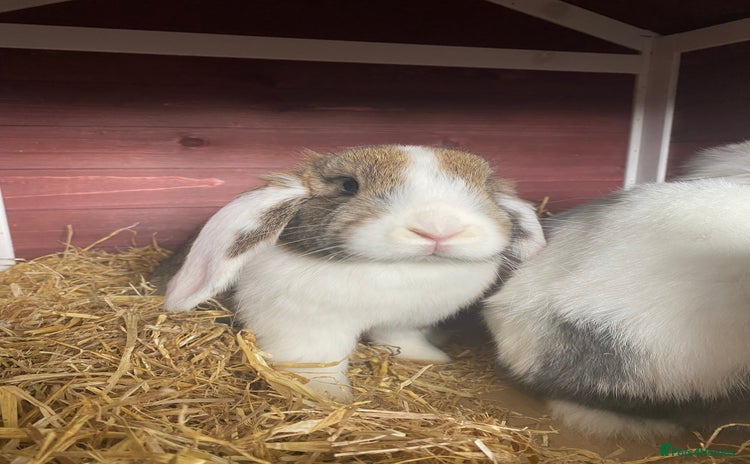 English Lop rabbits - Advert 1