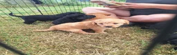 Labradoodle dogs for sale: 🌟Stunning Miniature Labradoodle Pups🌟 - Advert 11