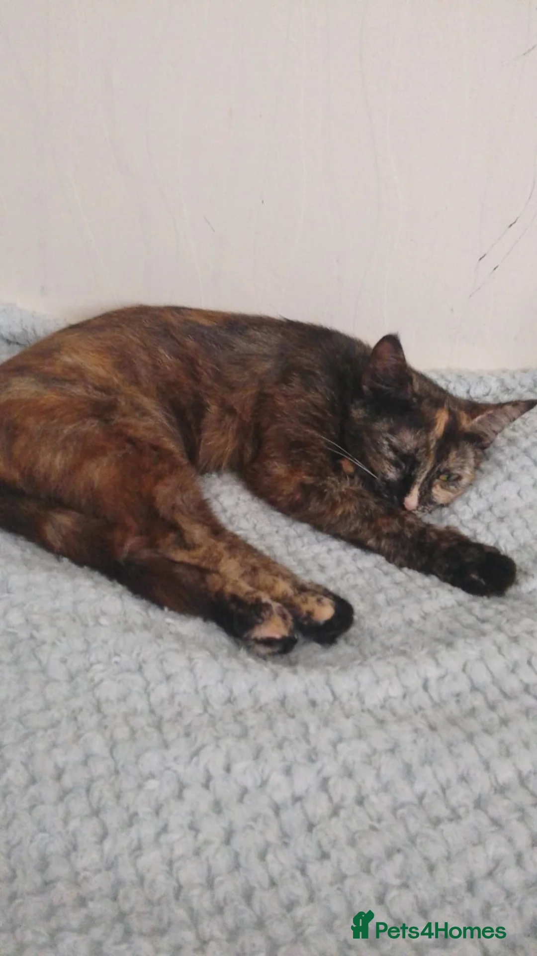Mixed Breed cats for sale: Black and white and black females  - Advert 1