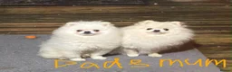 Pomeranian dogs for sale: Gorgeous puppies  - Advert 23