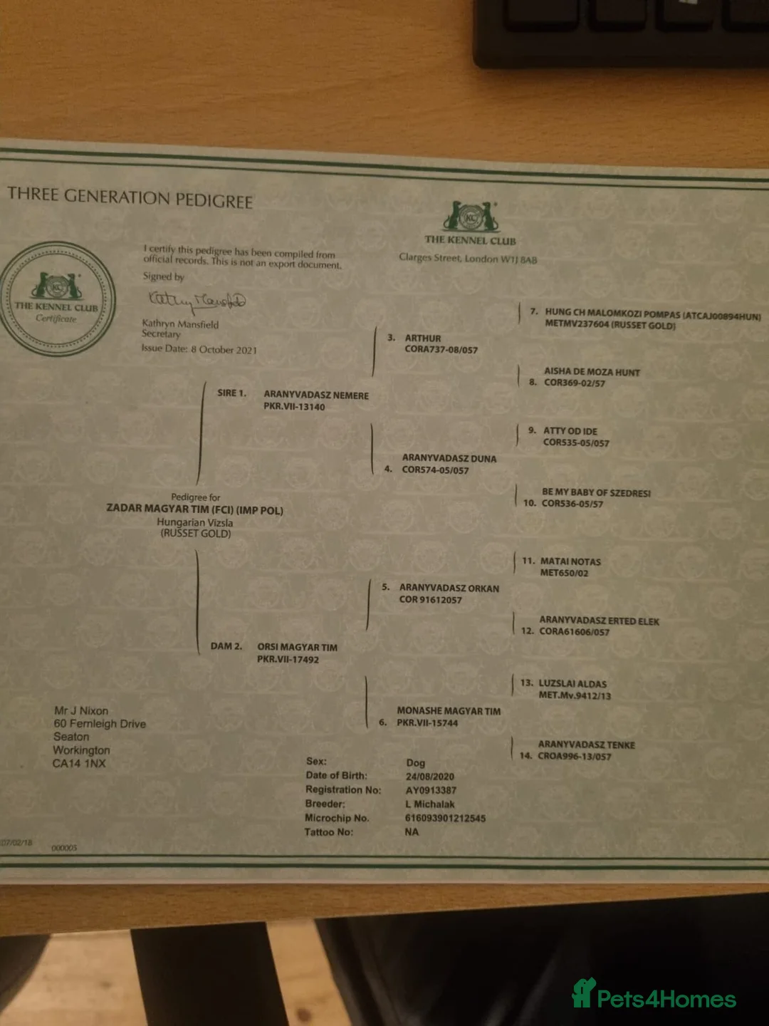 Hungarian Vizsla dogs for sale: Pedigree Vizsla Puppies in Doncaster - Advert 11