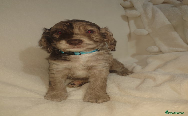 Cockapoo dogs - Advert 1