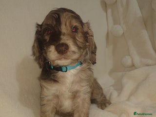 Cockapoo dogs - Advert 1