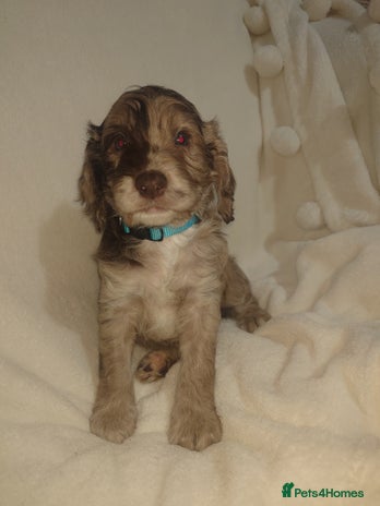 Cockapoo dogs - Advert 1