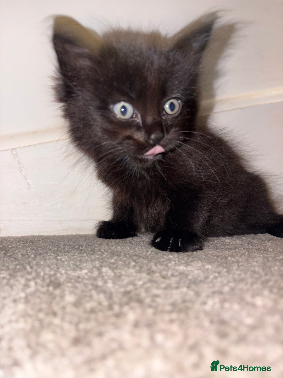 British Longhair cats for sale: 3 British Longhair x Maine Coon Kittens  Ready Now - Advert 5