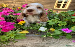 Cocker Spaniel dogs for sale: 5* LICENSED READY KC SHOW H/TESTED PUPPIES  - Image 24
