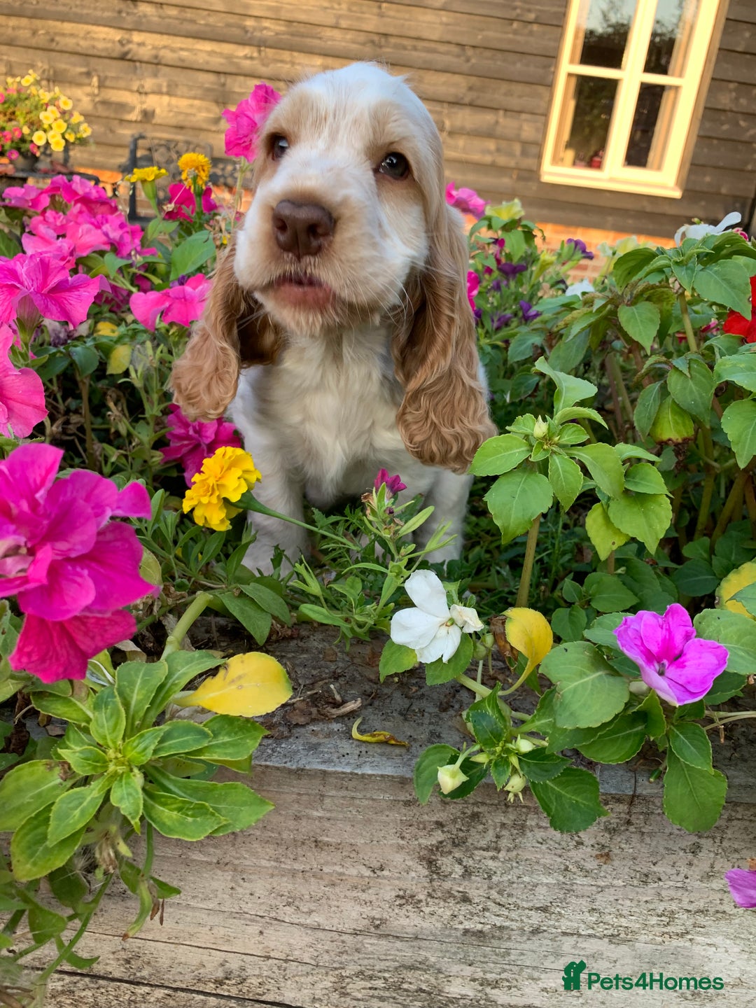 Cocker Spaniel dogs for sale: 5* LICENSED READY KC SHOW H/TESTED PUPPIES  - Image 24