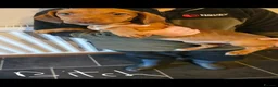 Mixed Breed dogs for sale: Patterdale crossed beagles. - Advert 4