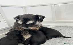 Miniature Schnauzer dogs for sale: Adorable black n silver Mini Schnauzer  - Image 5