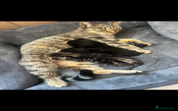 Domestic Shorthair cats for sale: 3 Beautiful kittens  - Image 4