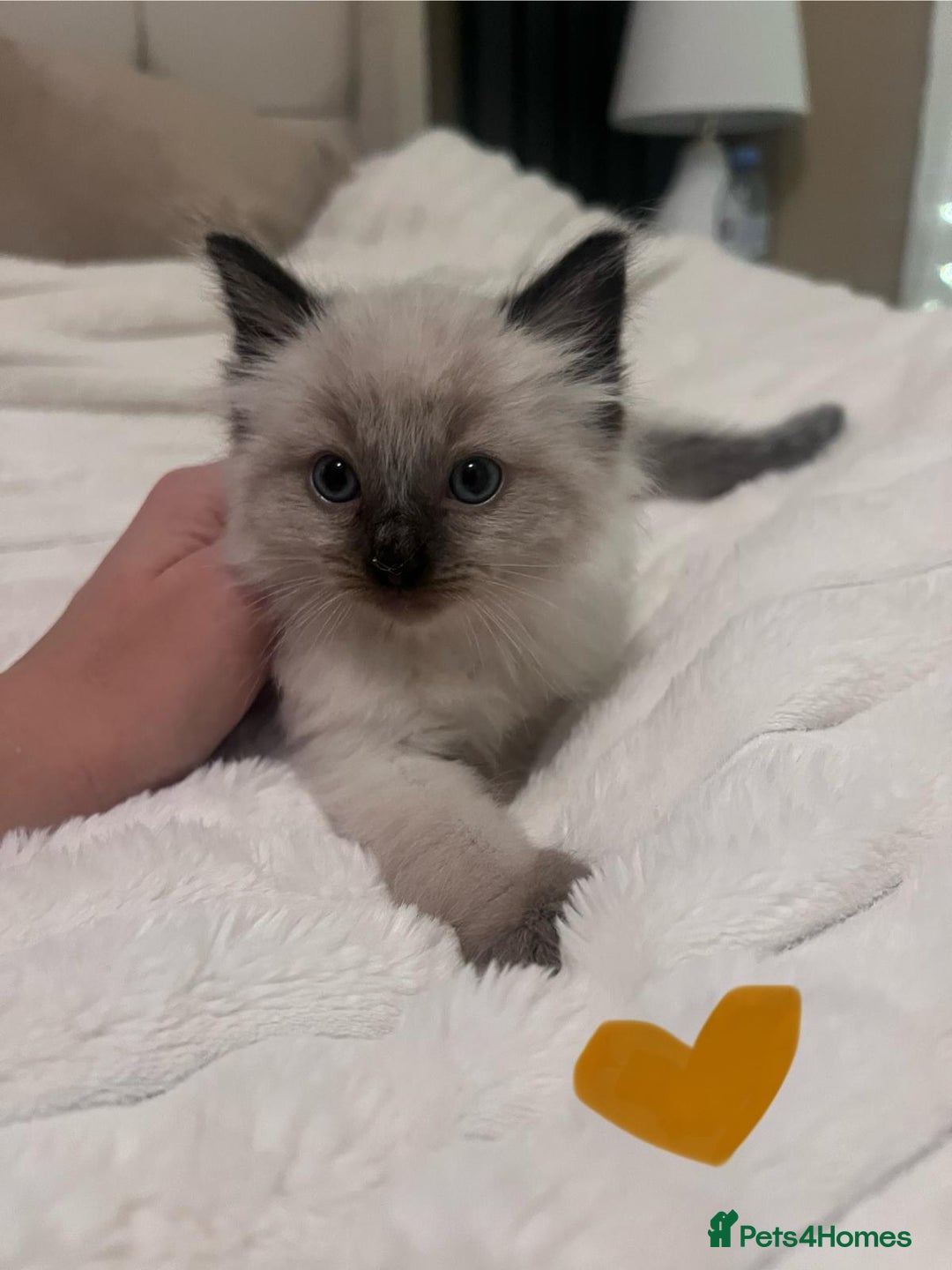 Ragdoll cats for sale: 4 gorgeous Ragdoll kittens for sale - Advert 9