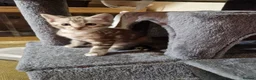 Bengal cats for sale: 3 quarter bengal babies  - Advert 1